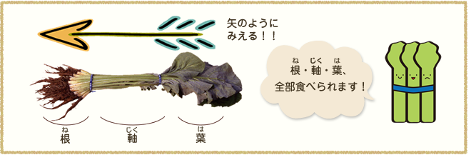根・軸・歯、全部食べられます。
